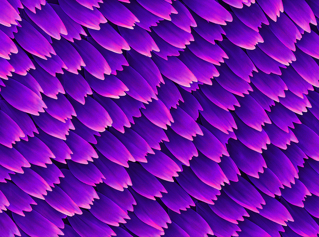 Microscopic view of a butterfly wing